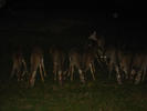 image0039