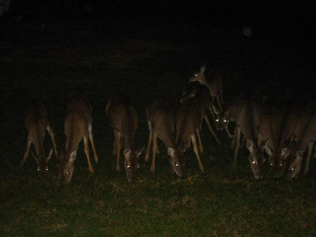 image0039