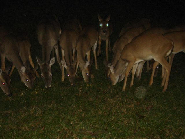image0041